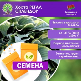 Хоста РЕГАЛ СПЛЕНДОР (СЕМЕНА)