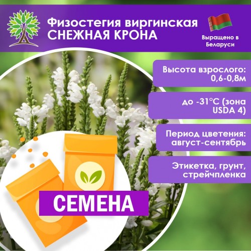 Физостегия виргинская «Снежная крона» (СЕМЕНА) - саженцы из питомника