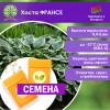 Хоста ФРАНСЕ (СЕМЕНА) - саженцы из питомника