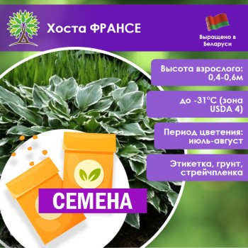 Хоста ФРАНСЕ (СЕМЕНА)