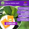 Хоста ПУРПЛ ХАРТ (СЕМЕНА) - саженцы из питомника Хоста ПУРПЛ ХАРТ (СЕМЕНА) - саженцы из питомника