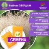 Вейник ОВЕРДАМ (СЕМЕНА) - саженцы из питомника