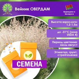 Вейник ОВЕРДАМ (СЕМЕНА)