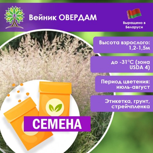Вейник ОВЕРДАМ (СЕМЕНА) - саженцы из питомника