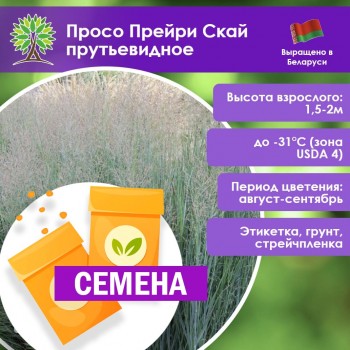 Просо Прейри Скай прутьевидное (1шт.) (СЕМЕНА)