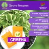 Хоста Пилгрим (СЕМЕНА) - саженцы из питомника Хоста Пилгрим (СЕМЕНА) - саженцы из питомника