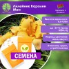 Лилейник Каролин Мен (СЕМЕНА) - саженцы из питомника