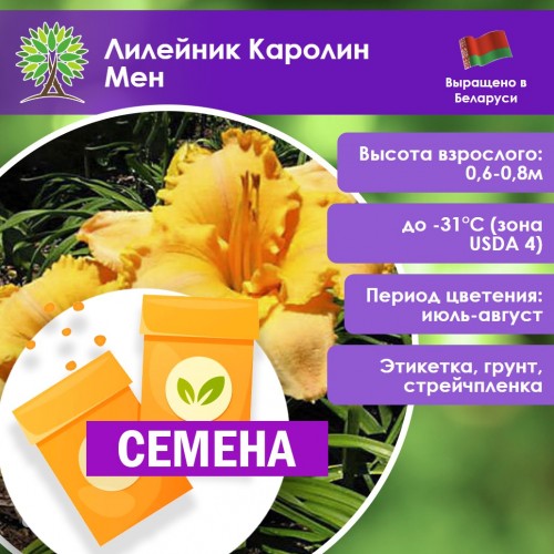 Лилейник Каролин Мен (СЕМЕНА) - саженцы из питомника