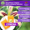 Лилейник Спирал Небула(Spiral Nebula) (СЕМЕНА) - саженцы из питомника