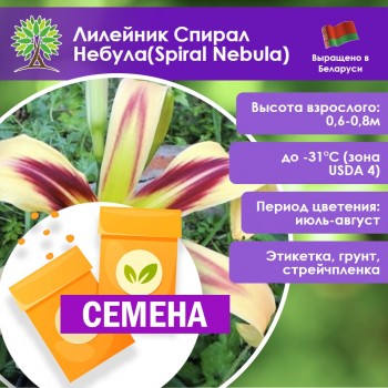 Лилейник Спирал Небула(Spiral Nebula) (СЕМЕНА)