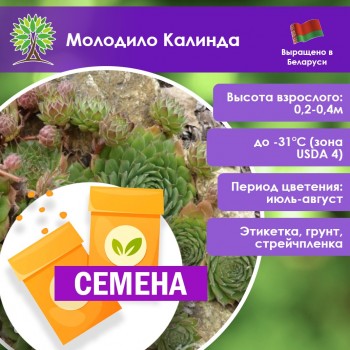 Молодило Калинда (СЕМЕНА)