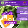 Традесканция Фиолетовая крупная (СЕМЕНА) - саженцы из питомника