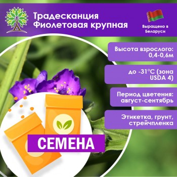 Традесканция Фиолетовая крупная (СЕМЕНА)
