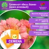 Гравилат «Белл Банк» (ярко розовый) (СЕМЕНА) - саженцы из питомника Гравилат «Белл Банк» (ярко розовый) (СЕМЕНА) - саженцы из питомника
