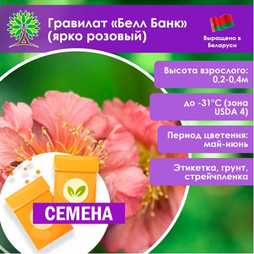 Гравилат «Белл Банк» (ярко розовый) (СЕМЕНА) - саженцы из питомника