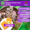 Тиарелла Шуга энд Спайс (СЕМЕНА) - саженцы из питомника