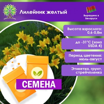 Лилейник желтый (СЕМЕНА)