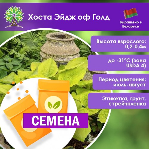 Хоста Эйдж оф Голд (СЕМЕНА) - саженцы из питомника
