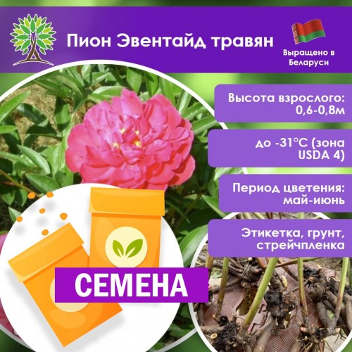 Пион Эвентайд травян (СЕМЕНА) - саженцы из питомника