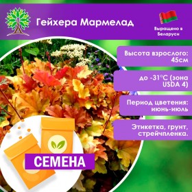 Гейхера Мармелад (СЕМЕНА)