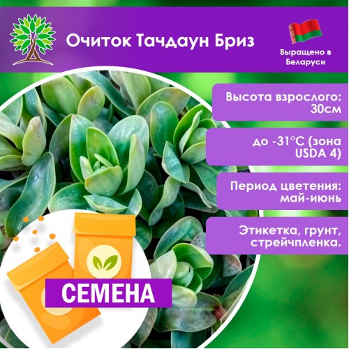 Очиток Тачдаун Бриз (СЕМЕНА) - саженцы из питомника