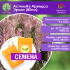 Астильба арендса «Эрика» (СЕМЕНА) - саженцы из питомника