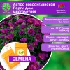 Астра новоанглийская Перпл Дом многолетняя (СЕМЕНА) - саженцы из питомника