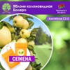 Яблоня колоновидная Болеро (СЕМЕНА) - саженцы из питомника Яблоня колоновидная Болеро (СЕМЕНА) - саженцы из питомника