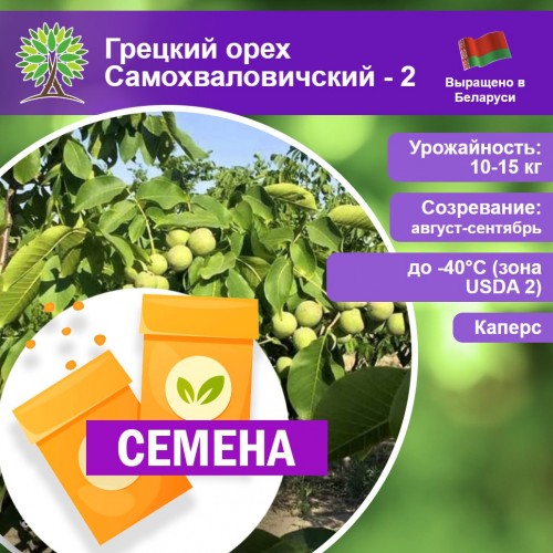 Грецкий орех Самохваловичский - 2 (СЕМЕНА) - саженцы из питомника