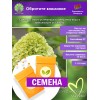 Гортензия метельчатая Лайм Лайт (СЕМЕНА) - саженцы из питомника