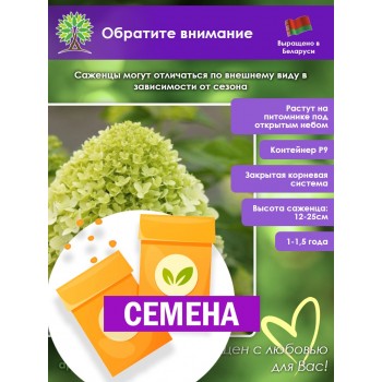 Гортензия метельчатая Лайм Лайт (СЕМЕНА)