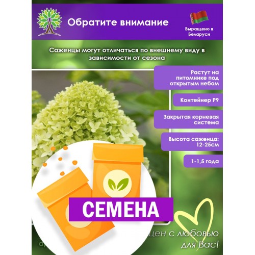 Гортензия метельчатая Лайм Лайт (СЕМЕНА) - саженцы из питомника