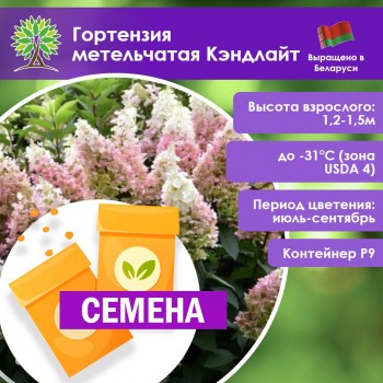 Гортензия метельчатая Кэндлайт (СЕМЕНА)