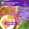 Спирея японская ГОЛДФЛЕЙМ (СЕМЕНА) - саженцы из питомника Спирея японская ГОЛДФЛЕЙМ (СЕМЕНА) - саженцы из питомника