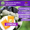 Гортензия Анабель древовидная (СЕМЕНА) - саженцы из питомника