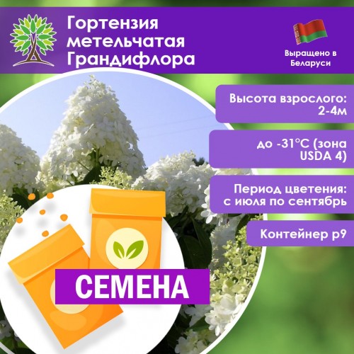 Гортензия метельчатая Грандифлора (СЕМЕНА) - саженцы из питомника