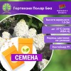 Гортензия Полар Бир метельчатая (СЕМЕНА) - саженцы из питомника Гортензия Полар Бир метельчатая (СЕМЕНА) - саженцы из питомника