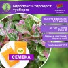 Барбарис Старберст тунберга (СЕМЕНА) - саженцы из питомника