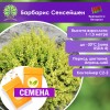 Барбарис Сенсейшен (СЕМЕНА) - саженцы из питомника
