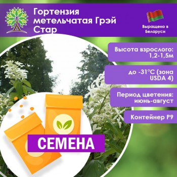 Гортензия метельчатая Грэй Стар (СЕМЕНА)