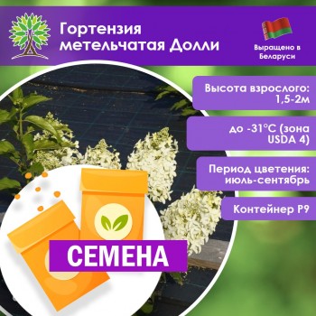 Гортензия метельчатая Долли (СЕМЕНА)