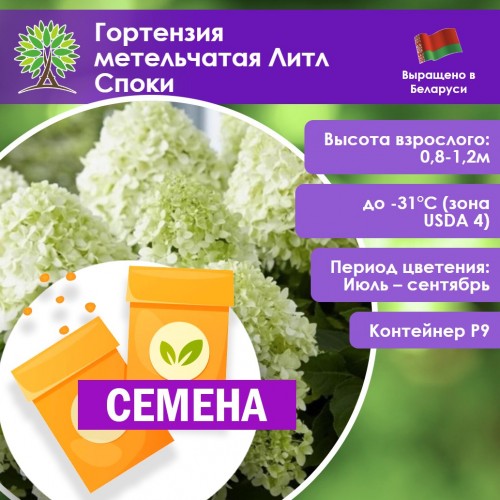 Гортензия метельчатая Литл Споки (СЕМЕНА) - саженцы из питомника