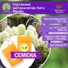 Гортензия метельчатая Литл Фрайз (СЕМЕНА) - саженцы из питомника