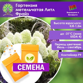 Гортензия метельчатая Литл Фрайз (СЕМЕНА)