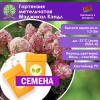Гортензия метельчатая Мэджикал Кэндл (СЕМЕНА) - саженцы из питомника