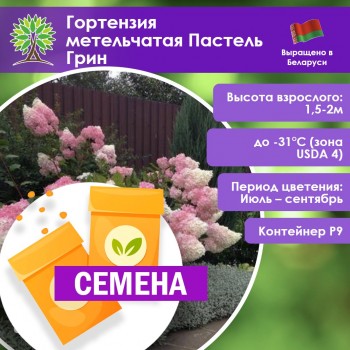 Гортензия метельчатая Пастель Грин (СЕМЕНА)