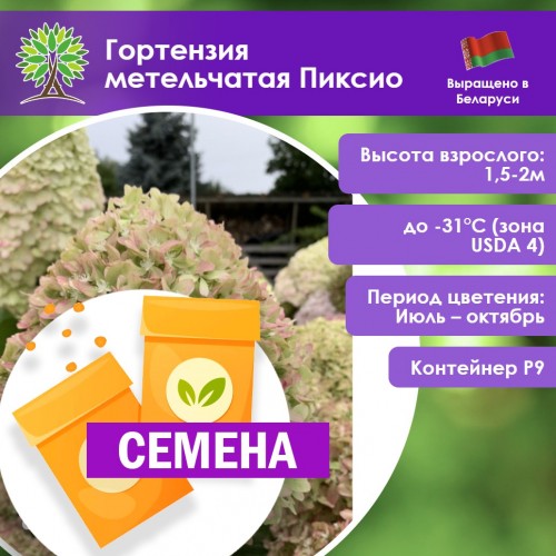 Гортензия метельчатая Пиксио (СЕМЕНА) - саженцы из питомника