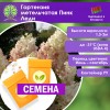 Гортензия метельчатая Пинк Леди (СЕМЕНА) - саженцы из питомника Гортензия метельчатая Пинк Леди (СЕМЕНА) - саженцы из питомника