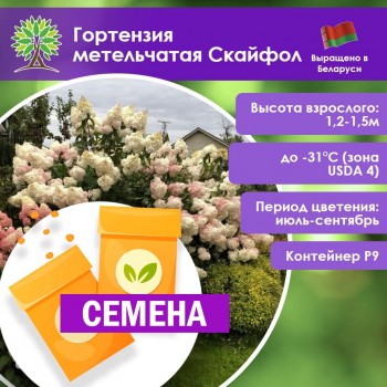 Гортензия метельчатая Скайфол (СЕМЕНА)