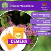 Спирея Фроебели (СЕМЕНА) - саженцы из питомника